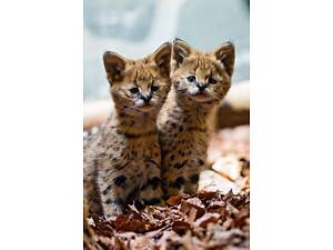 Саванна маленькие интересные котята, очень необычные и красивые.