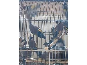 Щегли є хлопчики та дівчинки.