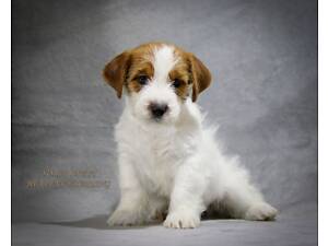 Щенки Джек Рассел терьер, питомник КСУ