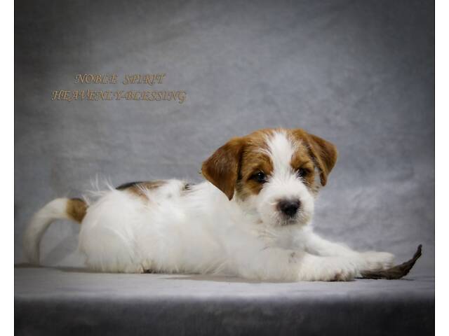 Щенки Джек Рассел терьер, питомник КСУ - Фото 2