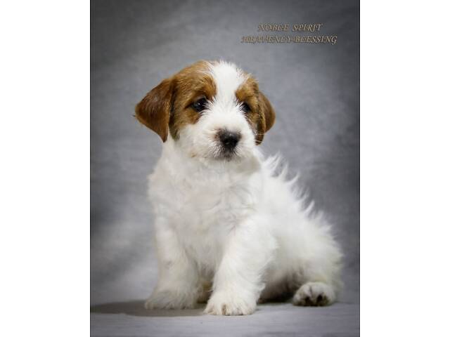 Щенки Джек Рассел терьер, питомник КСУ - Фото 3