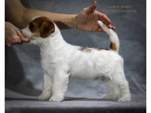 Щенки Джек Рассел терьер, питомник КСУ - Фото 4