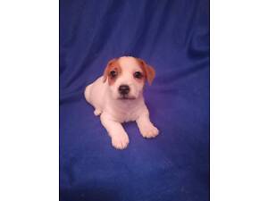 цуценята джек рассел тер'єр