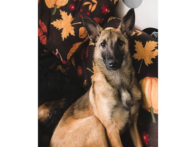 Малинуа(метис ), молодая умная собака - Фото 1