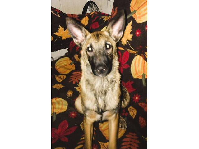 Малинуа(метис ), молодая умная собака - Фото 3