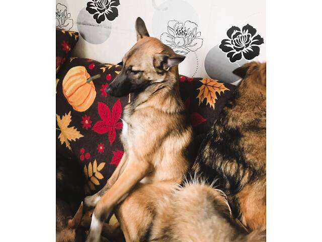 Малинуа(метис ), молодая умная собака - Фото 2