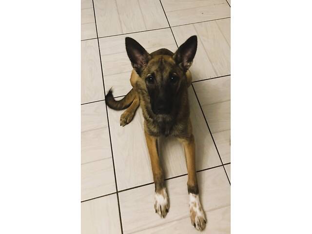 Малинуа(метис ), молодая умная собака - Фото 4