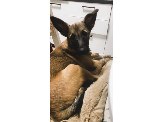 Малинуа(метис ), молодая умная собака - Фото 5