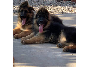 цуценята німецької довгошерстої вівчарки