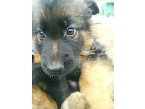 Цуценята німецької вівчарки