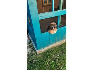 Щенки породы ши-тцу.