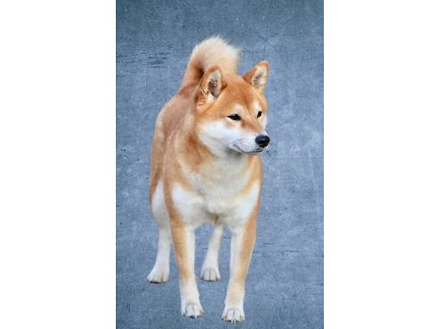 Цуценята шиба-іну / сиба-іну - Фото 11