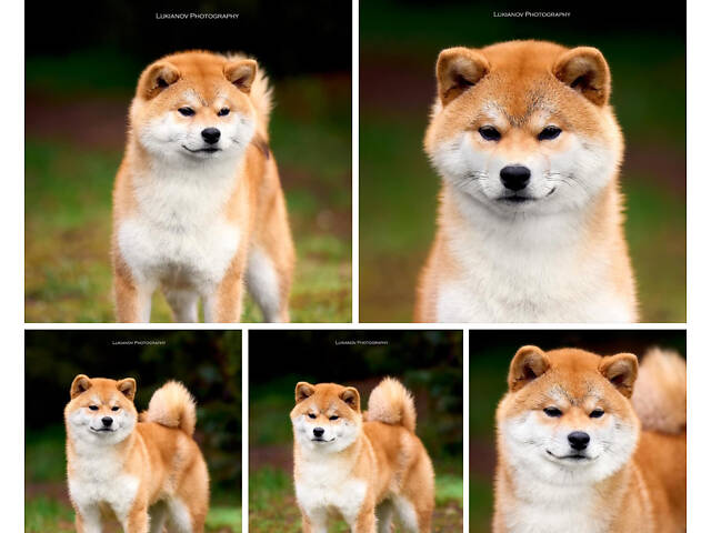 Цуценята шиба-іну / сиба-іну - Фото 12