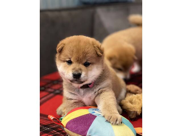 Цуценята шиба-іну / сиба-іну - Фото 2