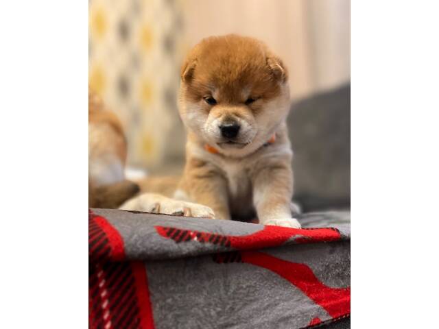 Цуценята шиба-іну / сиба-іну - Фото 3