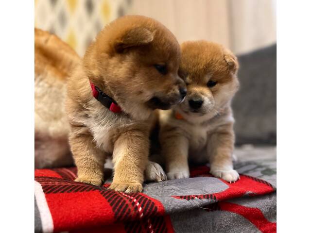 Цуценята шиба-іну / сиба-іну - Фото 4