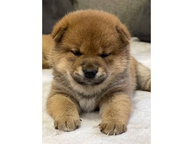 Цуценята шиба-іну / сиба-іну - Фото 5