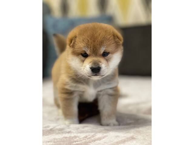 Цуценята шиба-іну / сиба-іну - Фото 6