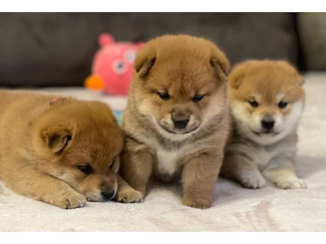 Цуценята шиба-іну / сиба-іну - Фото 7