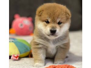 Цуценята шиба-іну / сиба-іну