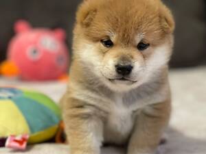Цуценята шиба-іну / сиба-іну
