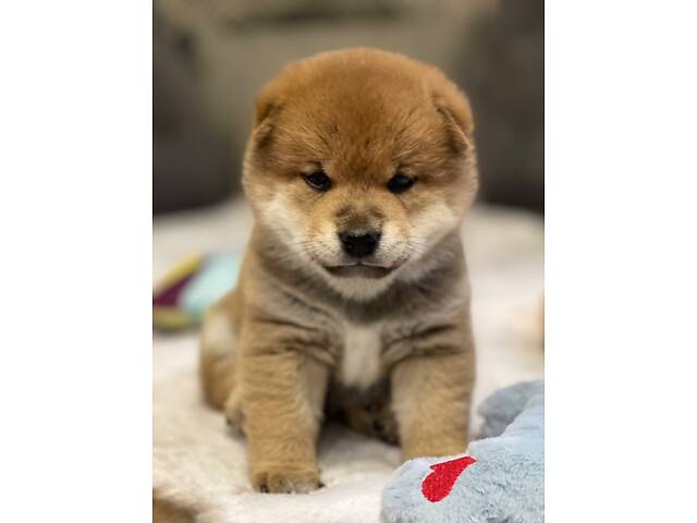 Цуценята шиба-іну / сиба-іну - Фото 8