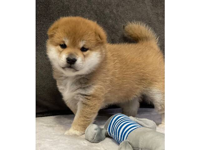 Цуценята шиба-іну / сиба-іну - Фото 9