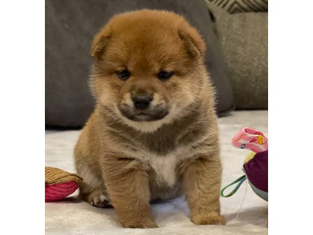 Цуценята шиба-іну / сиба-іну - Фото 10