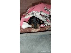 Щенки такса стандартна