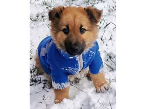 Цуценя-хлопчик, як ведмедик в добрі руки