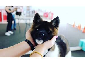 Щенки американской акиты от титулованных родителей