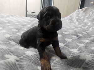 Щенки добермана