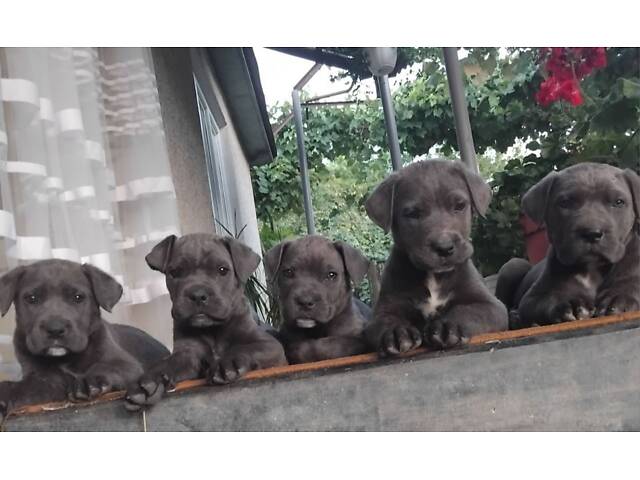 Цуценята кане корсо - Фото 1