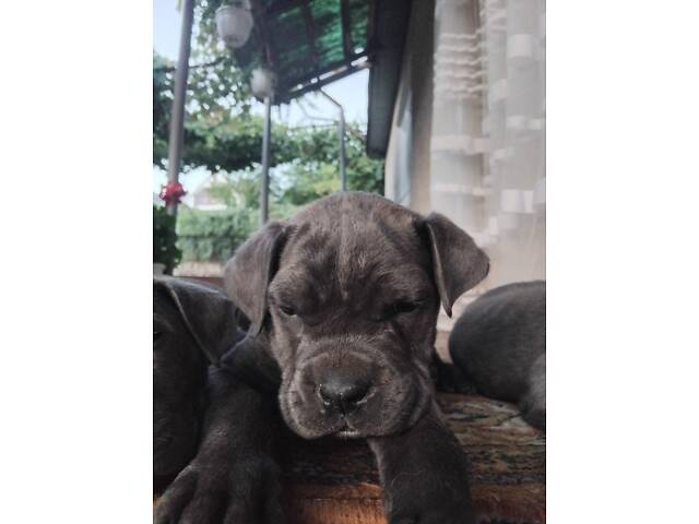 Цуценята кане корсо - Фото 2