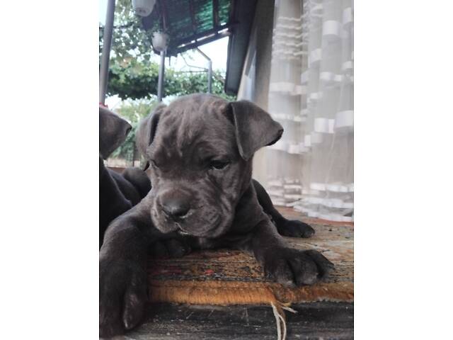 Цуценята кане корсо - Фото 3