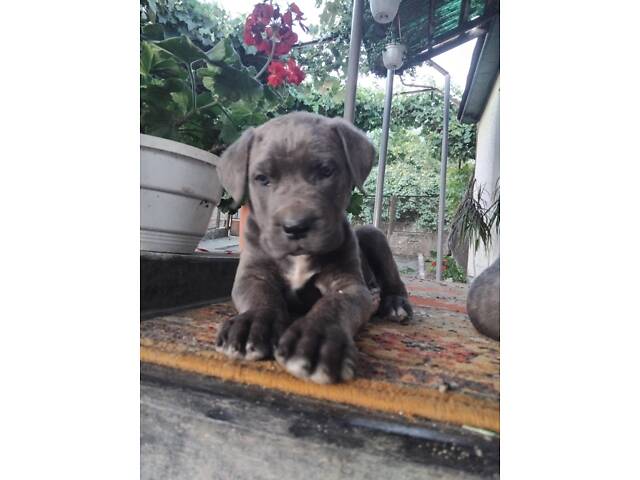 Цуценята кане корсо - Фото 4