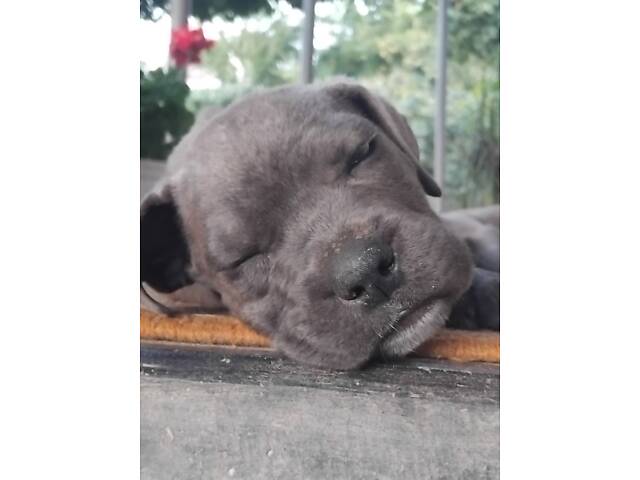 Цуценята кане корсо - Фото 5