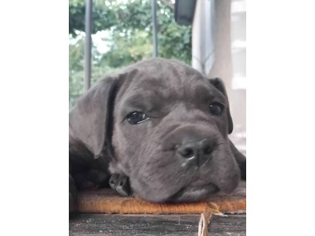 Цуценята кане корсо - Фото 6