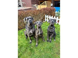 Цуценята Кане Корсо