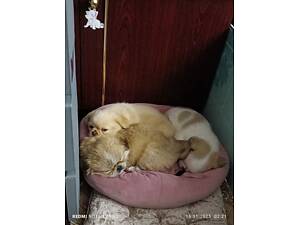 Щенки королівського пекінесу