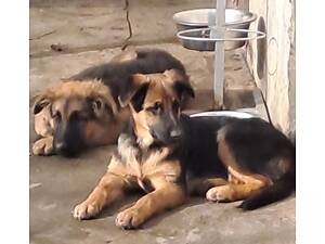 Цуценята німецької вівчарки