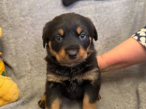 Щенки ротвейлера, цуценя