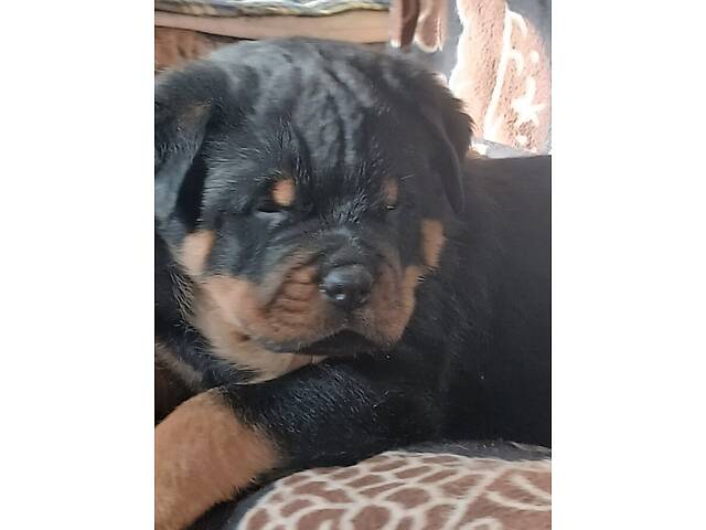 Щенки ротвейлера - Фото 1