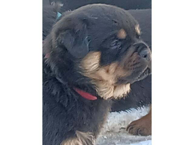 Щенки ротвейлера - Фото 2