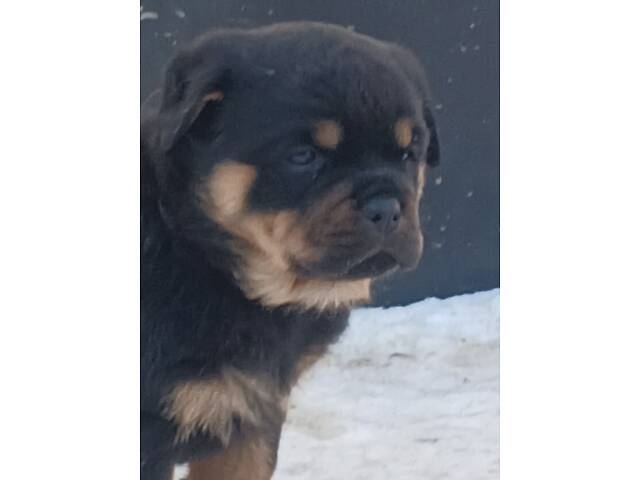 Щенки ротвейлера - Фото 3