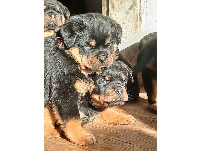 Щенки ротвейлера - Фото 5