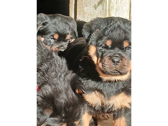 Щенки ротвейлера - Фото 6