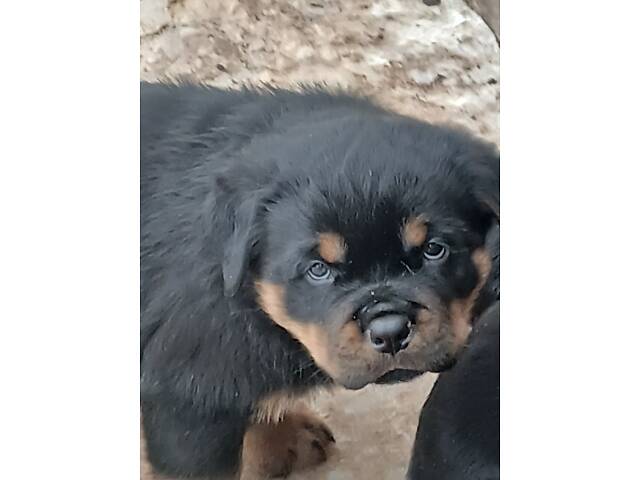 Щенки ротвейлера - Фото 4