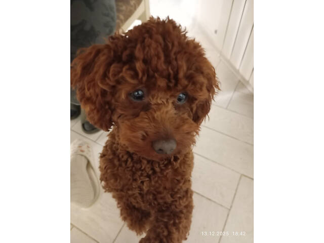 Цуценята Той Пуделя чистопорідні. - Фото 1