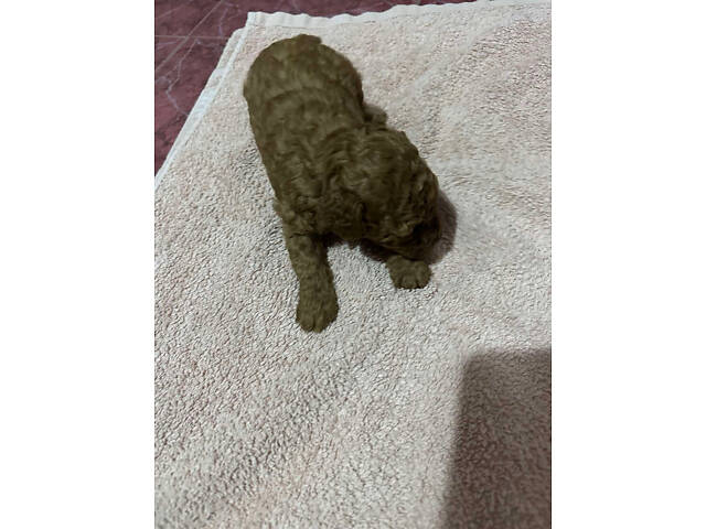 Цуценята Той Пуделя чистопорідні. - Фото 2